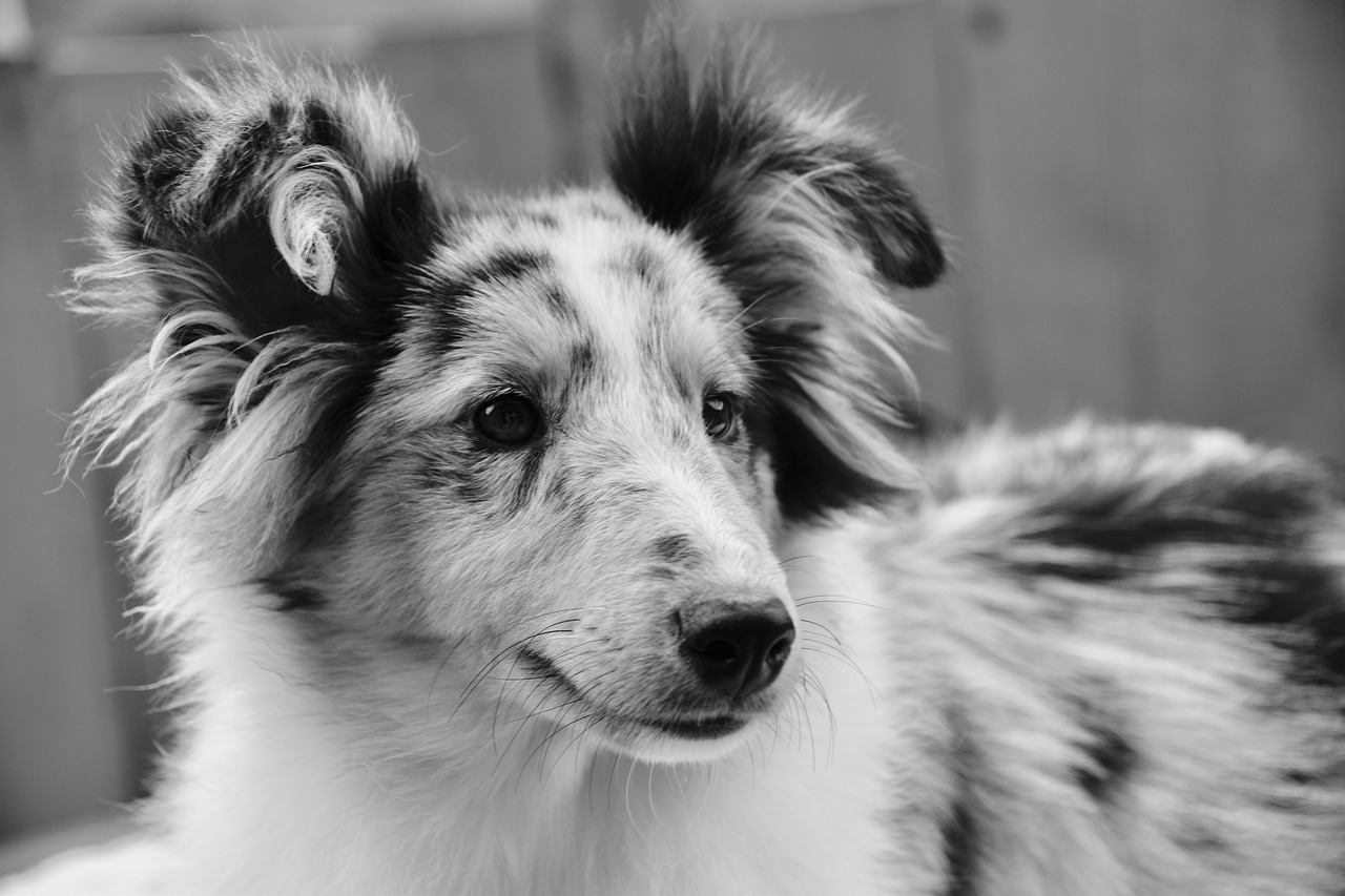 Faire appel à un soigneur animalier de temps à autre pour votre chien.